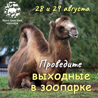 28 и 29 августа Ярославский зоопарк приглашает провести время в отличной компании животных!